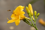 黄花与蜜蜂